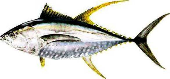 Yellowfin Tuna